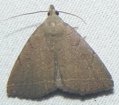 Zanclognatha martha