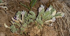 Astragalus purshii