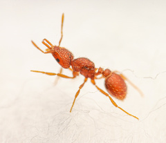 Strumigenys louisianae