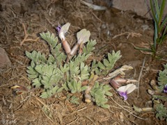 Astragalus purshii
