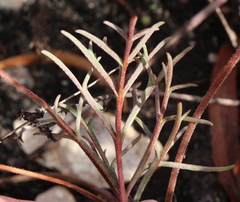 Pelargonium dipetalum