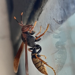 Polistes cavapytiformis