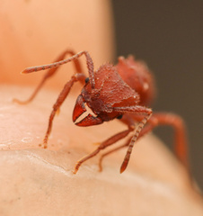 Trachymyrmex pomonae