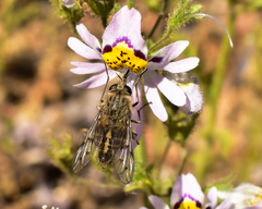 Mycteromyiini