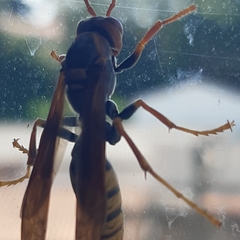 Polistes cavapytiformis