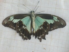 Papilio phorcas