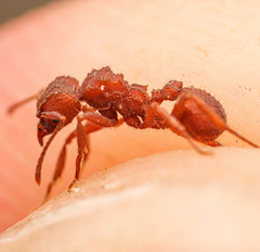 Trachymyrmex pomonae