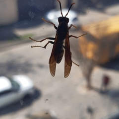 Polistes cavapytiformis