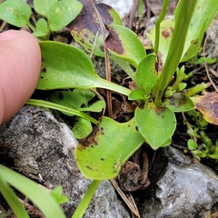 Parnassia parviflora