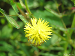 Neptunia plena