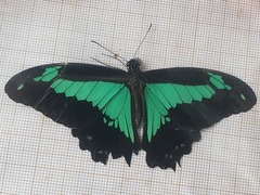 Papilio phorcas