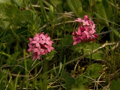 Daphne cneorum