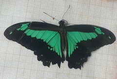 Papilio phorcas