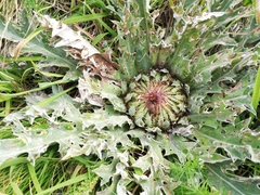 Carlina acanthifolia