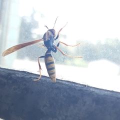 Polistes cavapytiformis