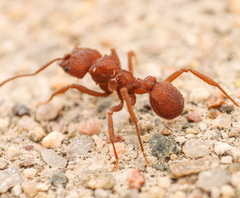 Trachymyrmex pomonae