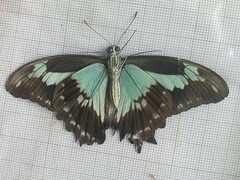 Papilio phorcas