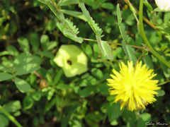 Neptunia plena