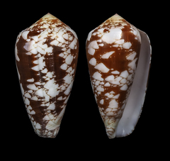 Conus corbieri