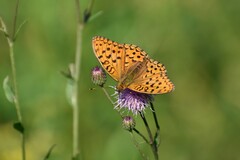 Argynnis adippe