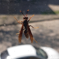 Polistes cavapytiformis