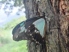 Papilio phorcas