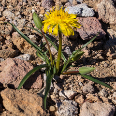 Nothocalais alpestris