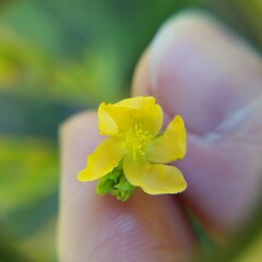 Hypericum setosum