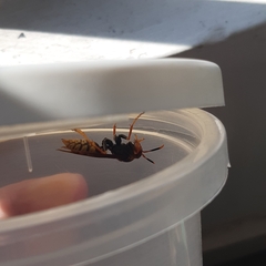 Polistes cavapytiformis