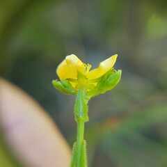 Hypericum setosum