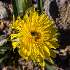 Nothocalais alpestris