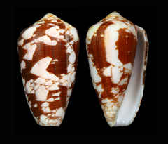 Conus corbieri