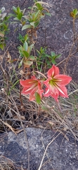 Hippeastrum morelianum