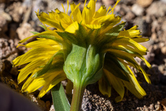 Nothocalais alpestris