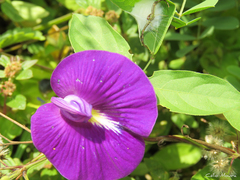 Centrosema brasilianum