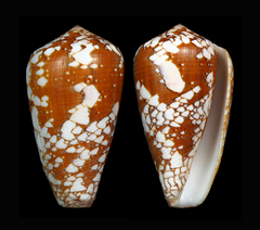 Conus corbieri