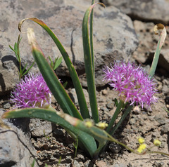 Allium platycaule