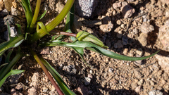 Nothocalais alpestris