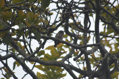 Glaucidium palmarum