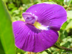 Centrosema brasilianum