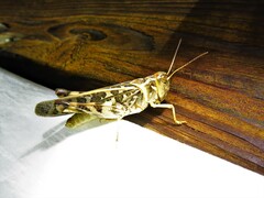 Hippiscus ocelote