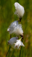 Eriophorum gracile