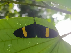 Esthemopsis pherephatte