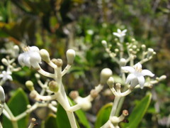 Psychotria rupicola