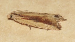Bactra maiorina