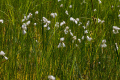 Eriophorum gracile