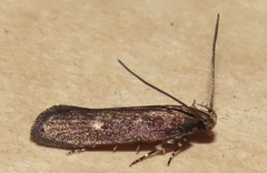 Chionodes discoocellella
