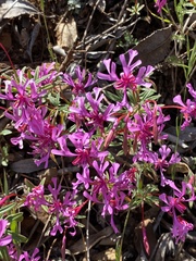 Clarkia concinna