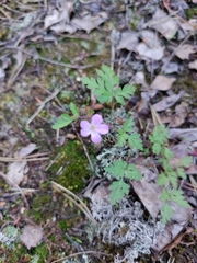 Geranium robertianum