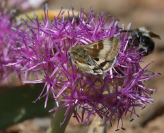 Heliothis oregonica
